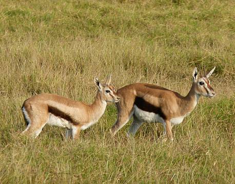antilopepar safari africa tours