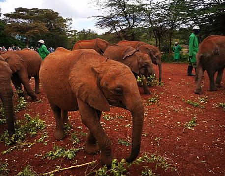 elefanthabitat africa tours