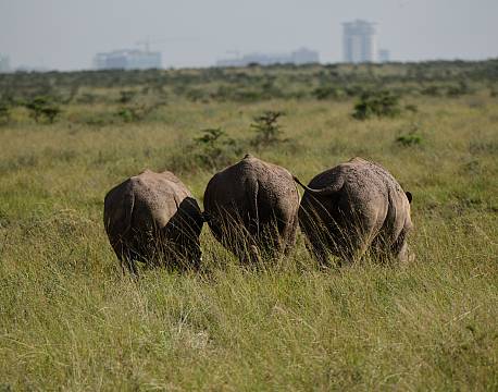 næsehorn græsser africa tours