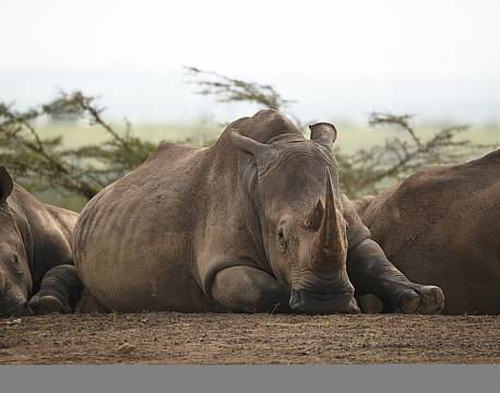 liggende næsehorn africa tours