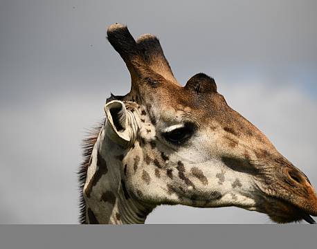 girafhoved africa tours