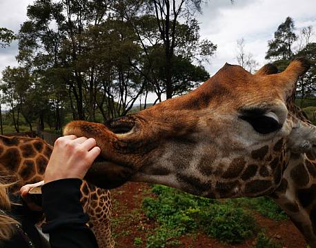 håndfodring af giraffer africa tours