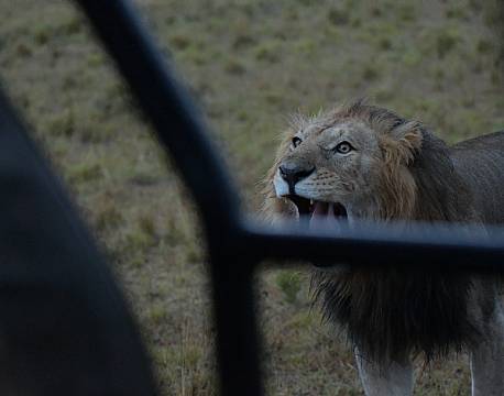 løvebrøl ved safaribilen africa tours