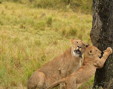 gepardunge skærper kløerne africa tours
