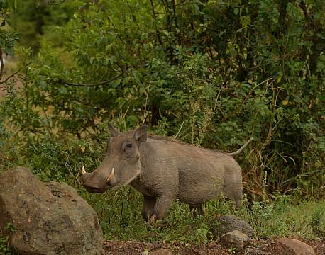 Vortesvinssafari africa tours