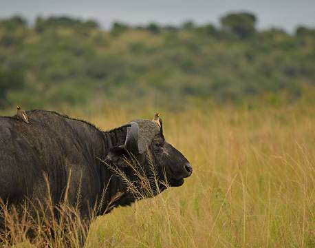 Bøffel med fugle på savannen africa tours
