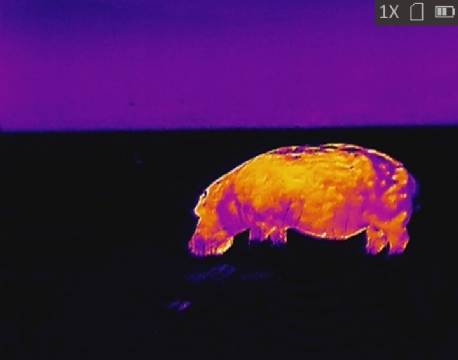 Flodhest, varmesøgende kamera africa tours