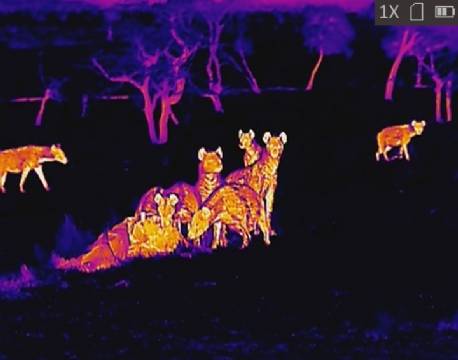 Hyæner, varmesøgende kamera africa tours