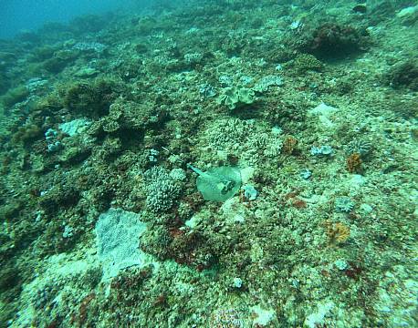 Watamu, koraller africa tours