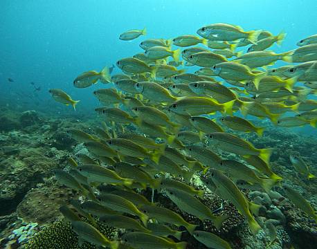 Watamu, stimefisk africa tours