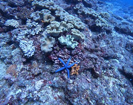  Watamu, farverige koraller africa tours