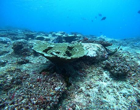 Watamu, koraller africa tours