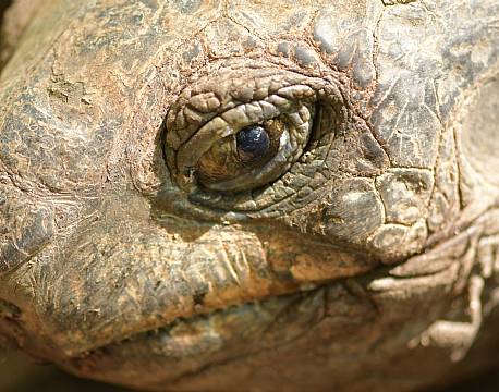 Haller Park, skildpadde africa tours
