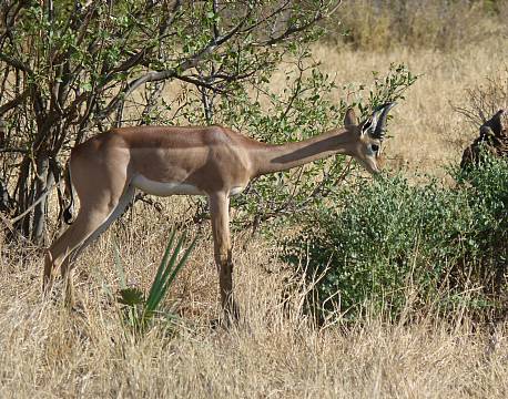 girafgazelle safari girafgazelle