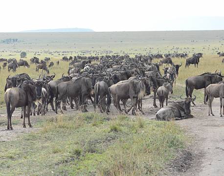 gnuer på savannen africa tours