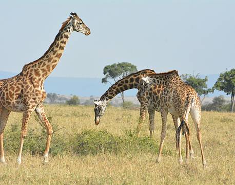 giraffer på sletten safari africa tours