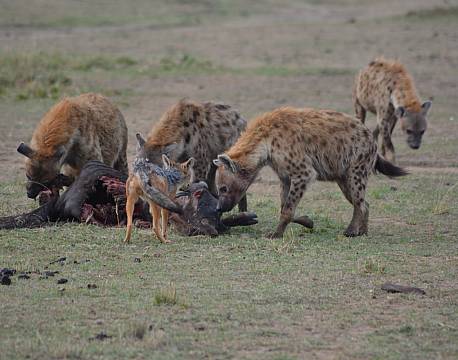 safari på savannen hyæner africa tours