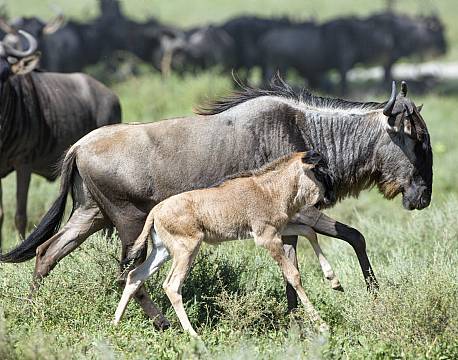 Ndutu National Park tanzania africa tours