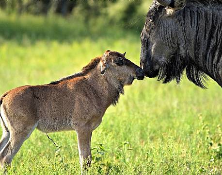 Ndutu National Park tanzania africa tours