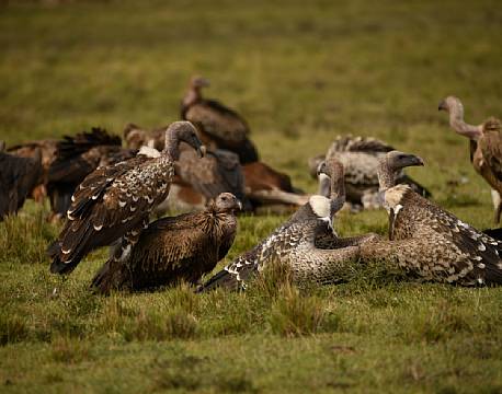 Gribbe på savannen, Mara North africa tours