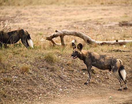 Afrikansk vildhund, Mara North africa tours