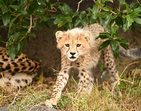 Gepardunge, Mara North africa tours