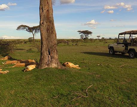 sovende løver ved træ africa tours