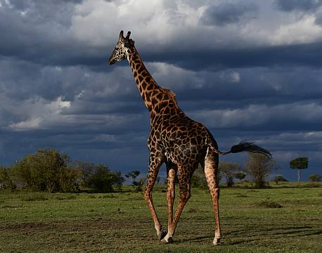 savanne med giraf africa tours