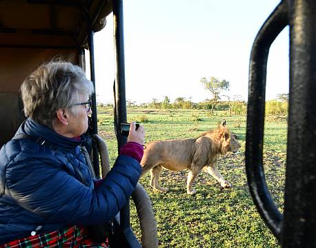 løve tæt på safarigæster africa tours