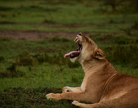 savanne løvemund africa tours