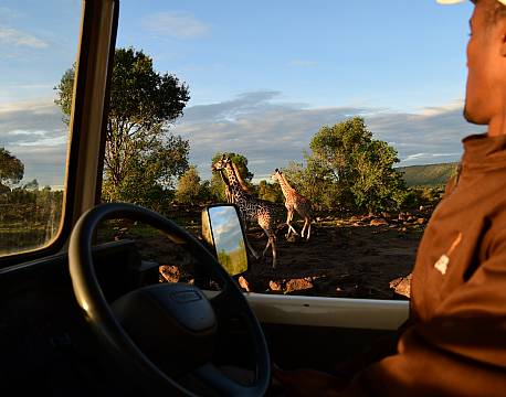 girafflok ved siden af åben safaribil africa tours