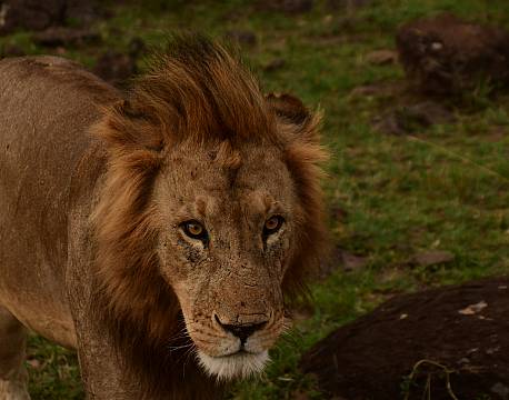 tæt på hanløve africa tours