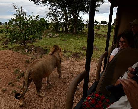 safarigæster tæt på hanløve africa tours