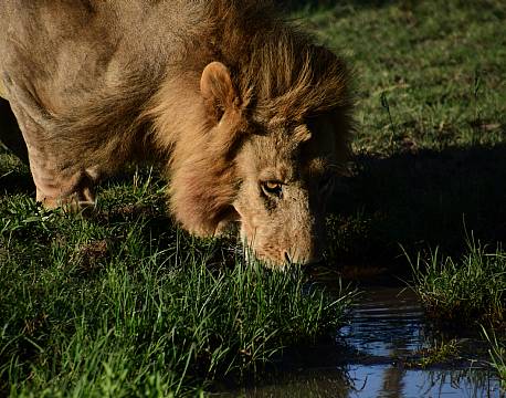 drikkende hanløve savanne africa tours