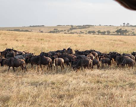 vild gnuflok africa tours