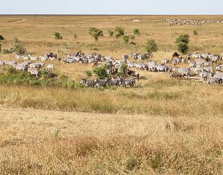 fri zebrafamilie savanne africa tours