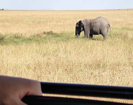 safarijeep tæt på dyrene africa tours