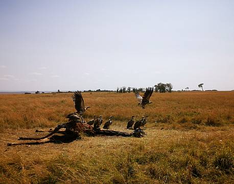 død giraf africa tours