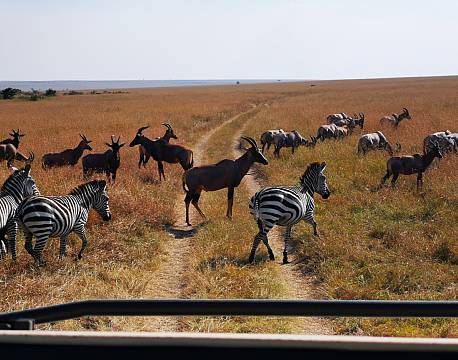 savannedyr safari africa tours