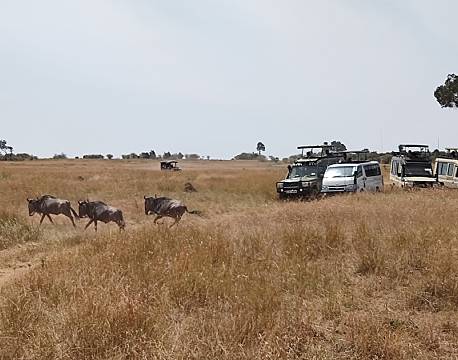 gruppesafari savanne africa tours