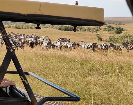 åben safarijeep tæt på zebraer africa tours