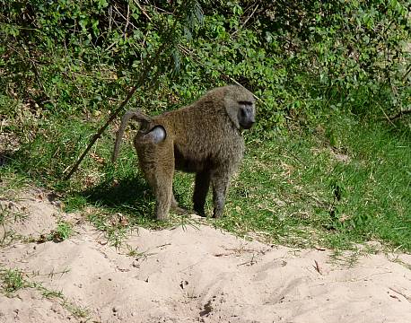 vild bavian africa tours