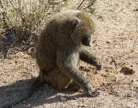 baviansafari africa tours