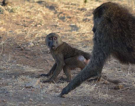 bavianer tæt på safari africa tours