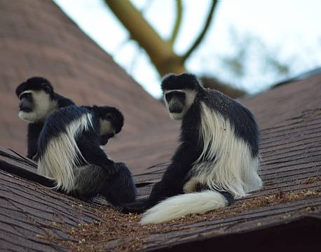 slankaber afrika africa tours