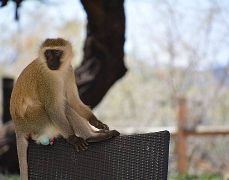 grøn marekat bo tæt på dyrene africa tours