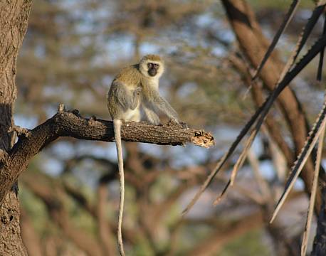 grøn marekat safari africa tours