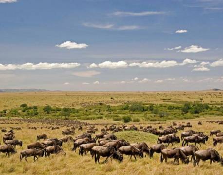  Mara Intrepids Camp kenya 11 africa tours