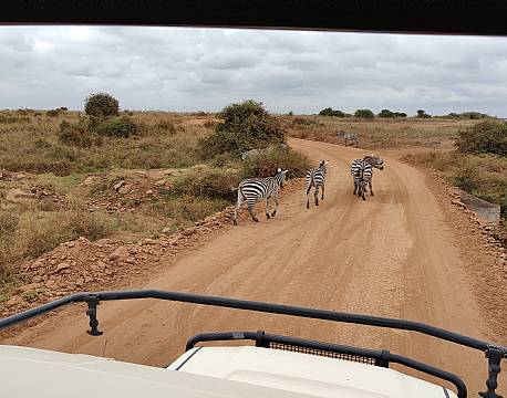 safari i safarijeep zebraer africa tours