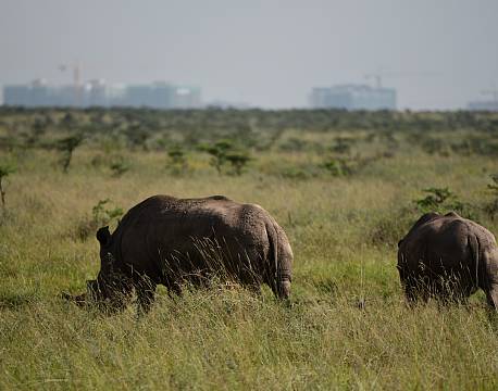 frigående næsehornspar africa tours
